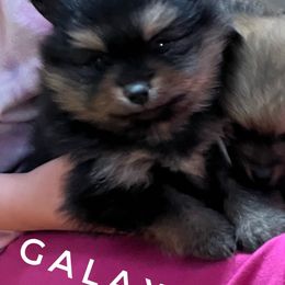 Galaxy - Black and tan female Pembroke Welsh Corgi puppy in Vernal, Utah from Bingo's Kennel