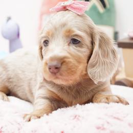 Rose' - Dapple female Dachshund puppy in Big Rapids, Michigan from 30 Acre Woods Dachshunds