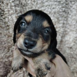 Girl 1 - Black and tan female Dachshund puppy in Clayton, Indiana from Love Struck Miniature Dachshunds