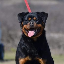 Roma - Rottweiler