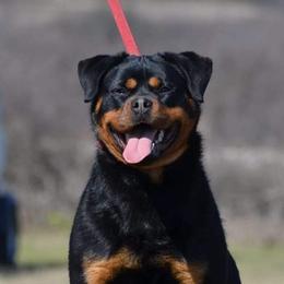 Roma - Rottweiler