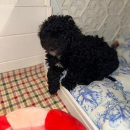 Eloise - Black female Goldendoodle puppy in Cocoa, Florida from The Beach Doodles