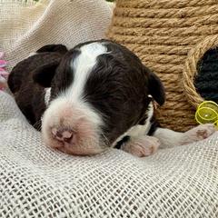 Summer - White and red female Bordoodle puppy in Canfield, Ohio from Poo's Doo's & Inu's