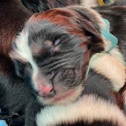 Kayleigh Light Blue Boy - Newfoundland puppy from Latin of Course Newfoundlands