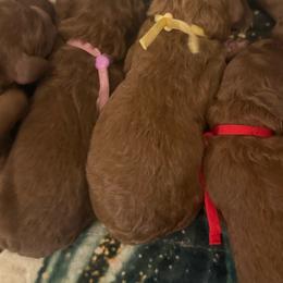 Marigold - Red  female Poodle puppy in Mount Vernon, Illinois from AMC Poodles