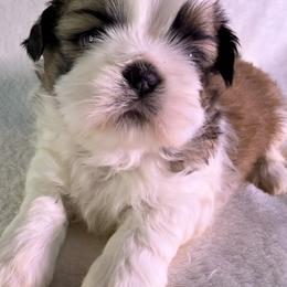 Cadbury - Gold and white male Shih Tzu puppy in Winston Salem, North Carolina from Little Miracles Shih Tzu