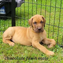 2 - Chocolate Great Dane puppy in Columbia Stat, Ohio from Rocky Road Chocolate Danes