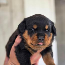 Peach - Black and mahogany female Rottweiler puppy in Salt Lake City, Utah from Snubnose Rottweilers LLC