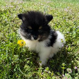 Finn - Black and tan parti male Pomeranian puppy in Success, Missouri from Sweet Success