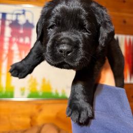 Crypto - Black female Labrador Retriever puppy in Hartland, Vermont from Enlightened Labs