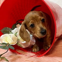 Girl 2 Cherry 2,600 - Dapple female Dachshund puppy in Oscoda, Michigan from Northland Dachshunds