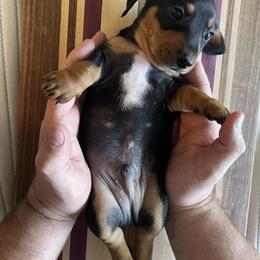 Dachshund Puppies from Hursh’s Hounds