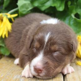 MadHatter - Red tri-color male Australian Shepherd puppy in Star City, Arkansas from Blush & Lace Aussie Co.