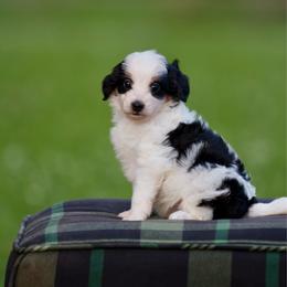 Bayou Belle - Tri-color female Bernedoodle puppy in Denham Springs, Louisiana from GimiPup Doodles