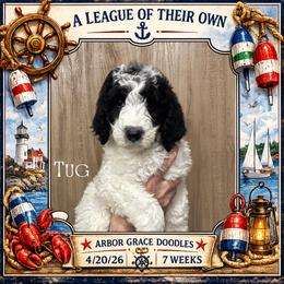 Tug - Parti male Goldendoodle puppy in North Conway, New Hampshire from Arbor Grace Doodles