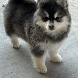 Girl 1 - Black and white female Pomsky puppy in Tennessee from Hudson’s Huskies & Pomskies