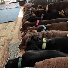 Dachshunds from Ide's of March Dachshunds