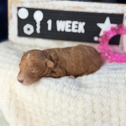 Cereal - Red  female Poodle puppy in Florida from Adorable Toy-Miniature Poodles