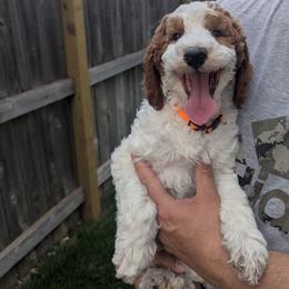 Dewy - Parti male Goldendoodle puppy in Sioux Falls, South Dakota from Dolly's Doodles