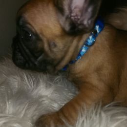 French Bulldog Puppies from Ma Chérie French Bulldogs