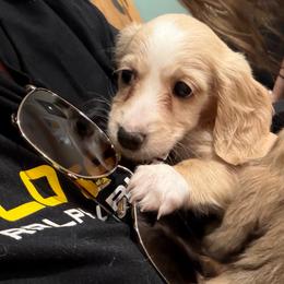 Girl 1 DO NOT FILL OUT APP UNLESS SERIOUS - Cream female Dachshund puppy in Wisconsin from Sabe and Shabe’s Doxies