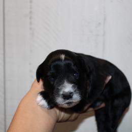 Boy 2 - Black male Miniature Schnauzer puppy in Santa Ana, California from Thehood_weenies