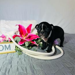 Girl 4 - Black and white female Boston Terrier puppy in London, Kentucky from Puppy Love