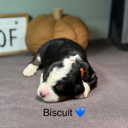 Biscuit - Tri-color male Bernedoodle puppy in El Campo, Texas from Little Fur Friends Bernedoodles
