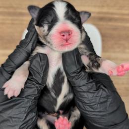 Girl 2 - Blue merle female Australian Shepherd puppy in South Hill, Virginia from Silverside Aussies LLC