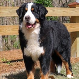 Bernese Mountain Dogs from Tollhaus Kennels