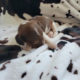 Ruger - Piebald male Dachshund puppy in Moriarty, New Mexico from SW Doxie Hounds