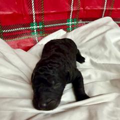 Huck - Black male Pyredoodle puppy in Willacoochee, Georgia from Kitandkboodle's Doodles