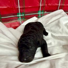 Huck - Black male Pyredoodle puppy in Willacoochee, Georgia from Kitandkboodle's Doodles