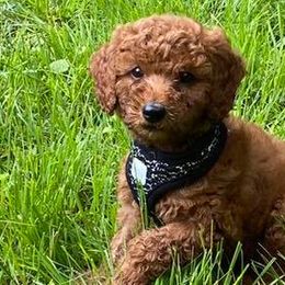 Goldendoodles from My Darlin Doodles