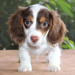 Milo Family Raised Health Certified Purebred Piebald with DNA Tested Parents - Piebald male Dachshund puppy in Haines City, Florida from Divine Dachshunds