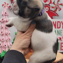 Purple collar Girl Sable pied - White and fawn female French Bulldog puppy in Howell, Michigan from Jessicah's Frenchies Michigan's French Bulldog Breeder
