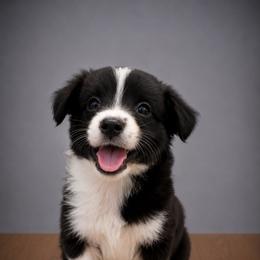 Ponyo - Black tri female Miniature Australian Shepherd puppy in Macomb, Missouri from Show Me MO Aussies