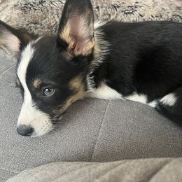 Pembroke Welsh Corgi Puppies from Db’s Pembroke Welsh Corgis