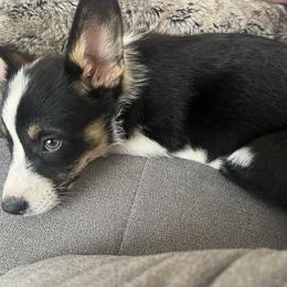 Pembroke Welsh Corgi Puppies from Db’s Pembroke Welsh Corgis
