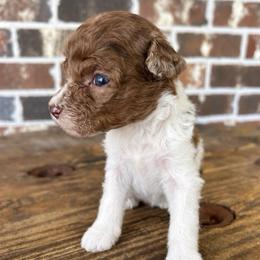Teal Boy - Parti male Goldendoodle puppy in Huntsville, Alabama from Winchester Doodles