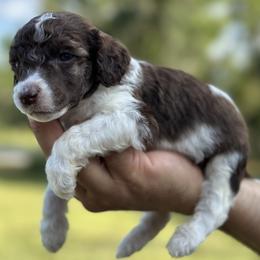 Phil - Parti male Poodle puppy in Spring Hills, Florida from The Olympus Standard Poodle