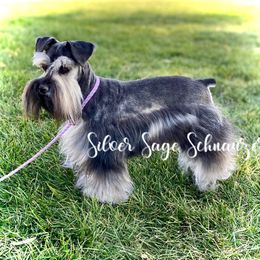 Zoe - Miniature Schnauzer
