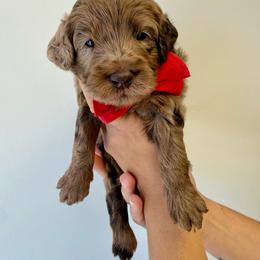 Owl - Merle male Goldendoodle puppy in Norcross, Georgia from Teddy Puppies
