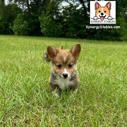 Pembroke Welsh Corgi Puppies from Synergy Stables, Inc.
