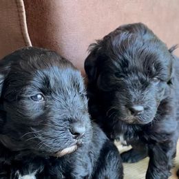 Aussiedoodles from M&M Aussiedoodles