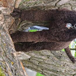 Poodle Puppies from My Buddies Puppies