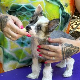 Elvis - Cream Chinese Crested puppy in Benicia, California from Fairwinds
