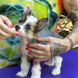 Elvis - Cream Chinese Crested puppy in Benicia, California from Fairwinds