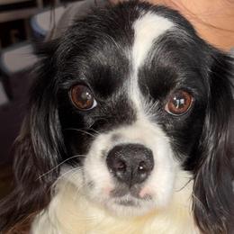 Heart - Cavapoo
