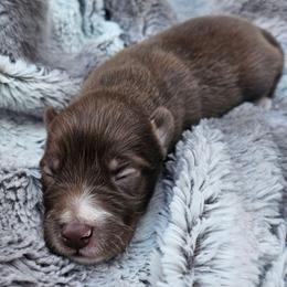Mocha - Chocolate female Pomsky puppy in Southern California, California from SoCal Pomskies LLC